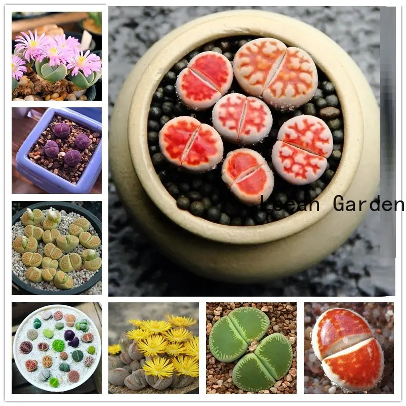 200 шт. Lithops благовония для ароматерапии ароматная суккулентная растительная эссенция с ароматом ладана