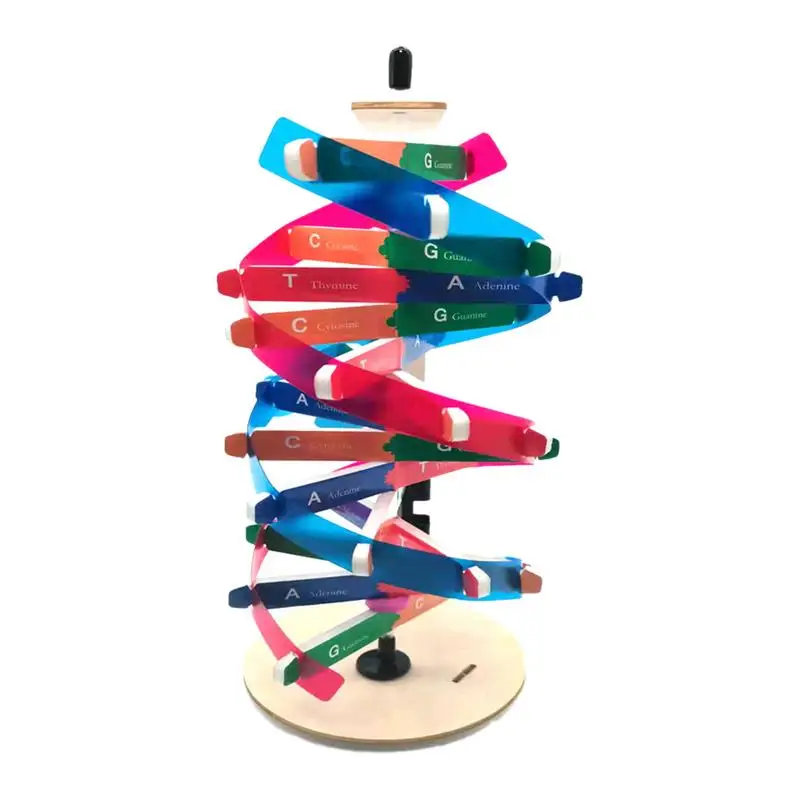 

Double Helix Model Automatic Rotating Human Double Helix Model Kits Human Genes Learning Toy Teaching DNAs Helix Model Aid
