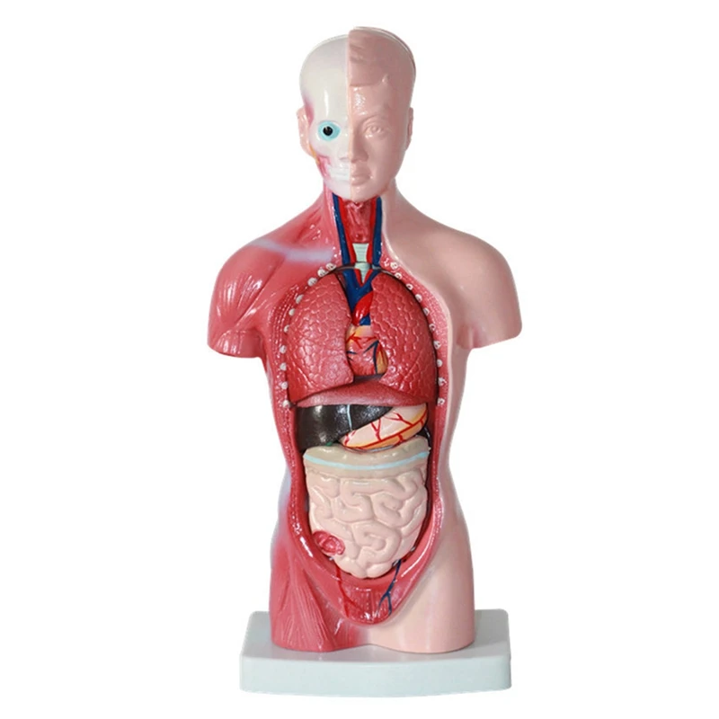 Human Torso Body Model Anatomy Anatomical Internal Organs Assembling Model 11 Inch For Student Teaching Study
Human Torso Body Model Anatomy Anatomical Internal Organs Assembling Model 11 Inch For Student Teaching Study