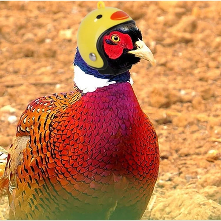 Funny Chicken Helmet Bird Protect Cap Sun Rain Protection Helmet Small Pet Protective Gear Cute Pet Accessories Supplies
Funny Chicken Helmet Bird Protect Cap Sun Rain Protection Helmet Small Pet Protective Gear Cute Pet Accessories Supplies