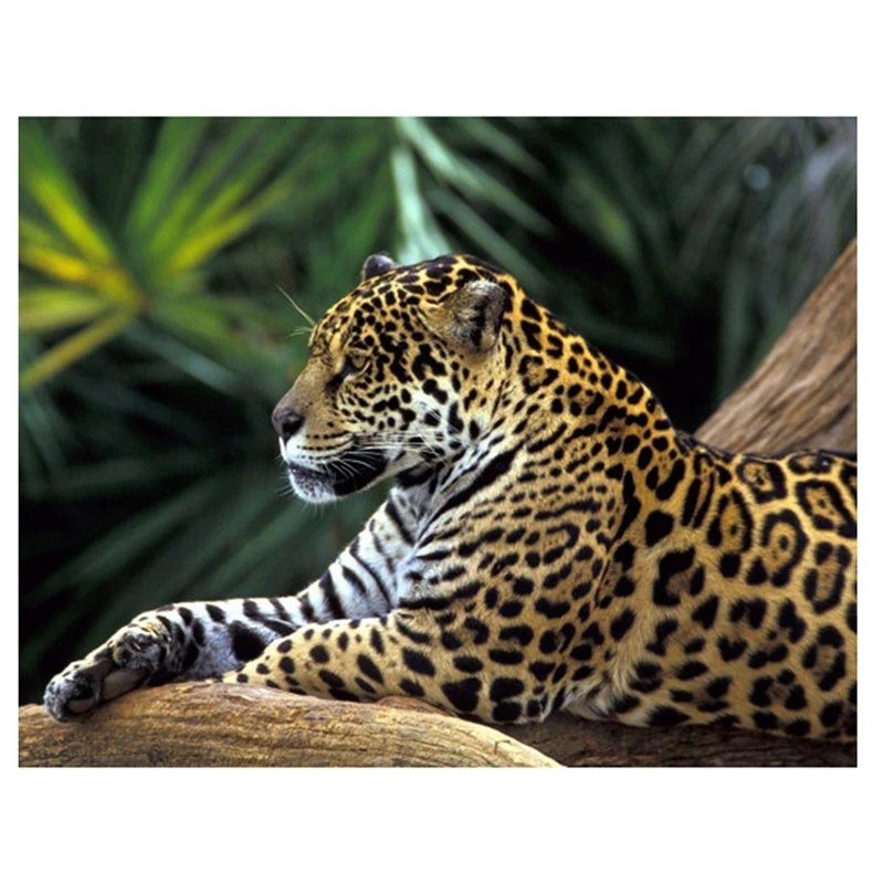 Алмазная живопись «сделай сам» Panthera Onca Стразы, круглая Алмазная настенная живопись, украшение для спальни
Алмазная живопись «сделай сам» Panthera Onca Стразы, круглая Алмазная настенная живопись, украшение для спальни