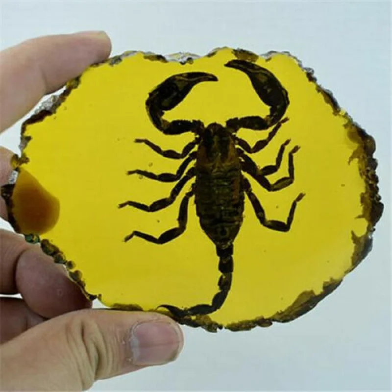 Beautiful Amber Scorpions Fossil Insects Manual Polishing Decorative Pieces
Beautiful Amber Scorpions Fossil Insects Manual Polishing Decorative Pieces