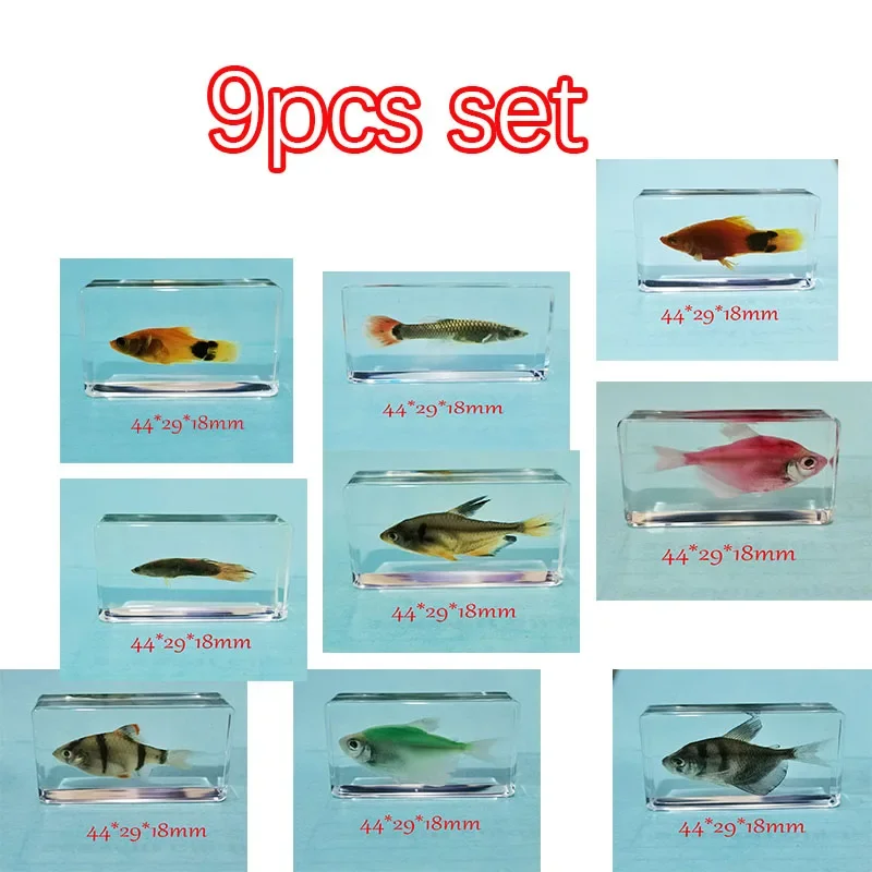 Образцы рыб в эпоксидной смоле
Образцы рыб в эпоксидной смоле