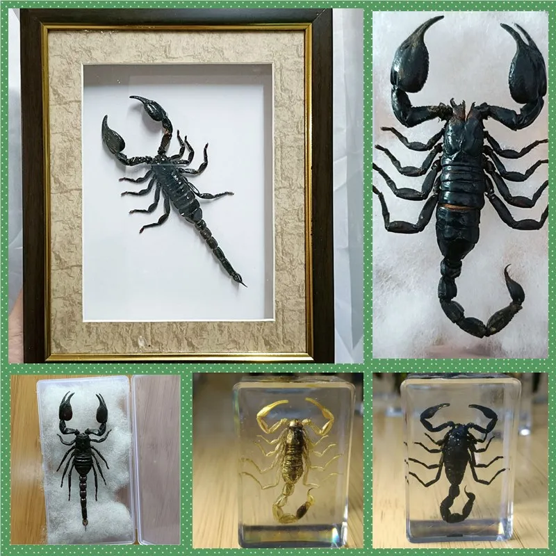 Various Scorpion Specimens Resin Sealing Ornaments Original Ecological Dry Scorpion Frame Binding Collection for Home Decoration
Various Scorpion Specimens Resin Sealing Ornaments Original Ecological Dry Scorpion Frame Binding Collection for Home Decoration