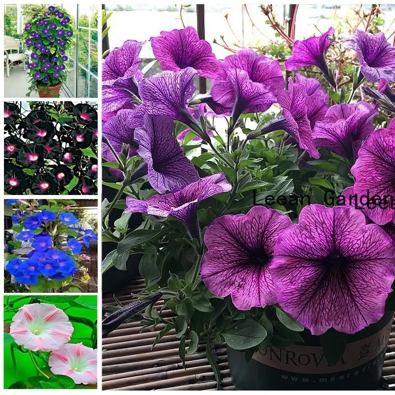 50 шт яркие духи Petunia Hybrida благовония ароматные утренние славы цветы с ароматом ладана благовония
50 шт яркие духи Petunia Hybrida благовония ароматные утренние славы цветы с ароматом ладана благовония