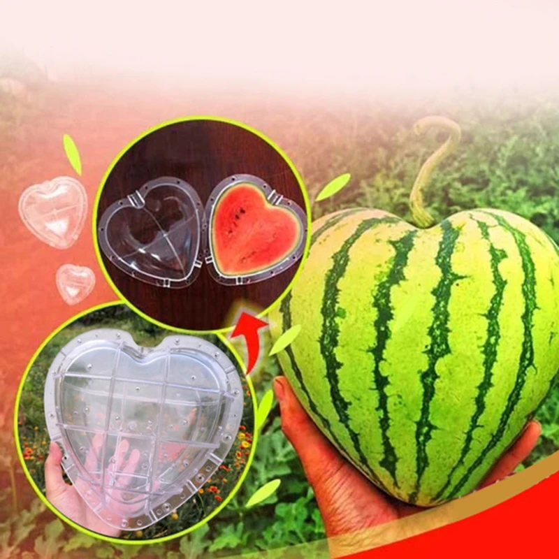 Magic Heart-shaped Watermelon Shaping Growth Molds Magic Heart Fruit Mould Nursery Pots Fruit 17*17cm Molding Fixed Mould
Magic Heart-shaped Watermelon Shaping Growth Molds Magic Heart Fruit Mould Nursery Pots Fruit 17*17cm Molding Fixed Mould