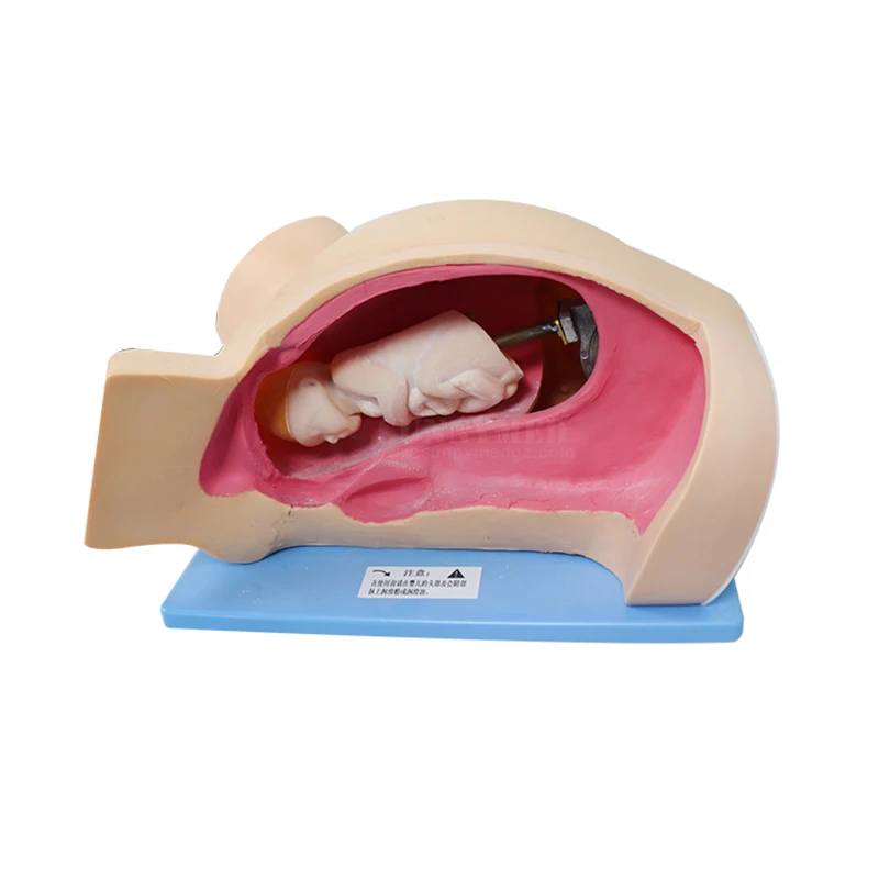 SY-N024 Medical Gynecology Equipment Neonate Childbirth Skill Training Simulator
SY-N024 Medical Gynecology Equipment Neonate Childbirth Skill Training Simulator