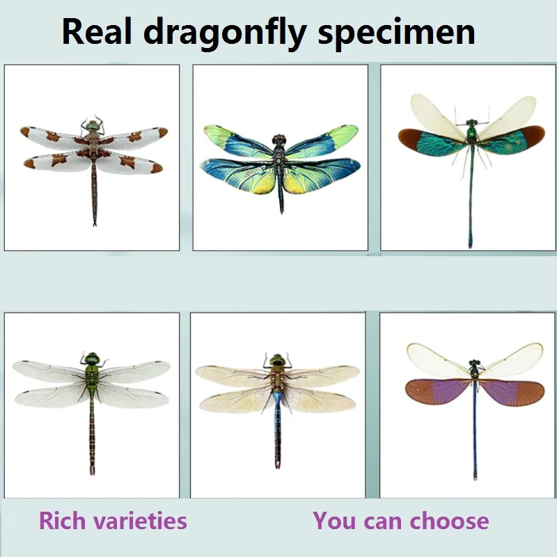 Real dragonfly specimen, insect specimen, color, damselfly specimen, decorative painting,glass cover and ornaments are available
Real dragonfly specimen, insect specimen, color, damselfly specimen, decorative painting,glass cover and ornaments are available