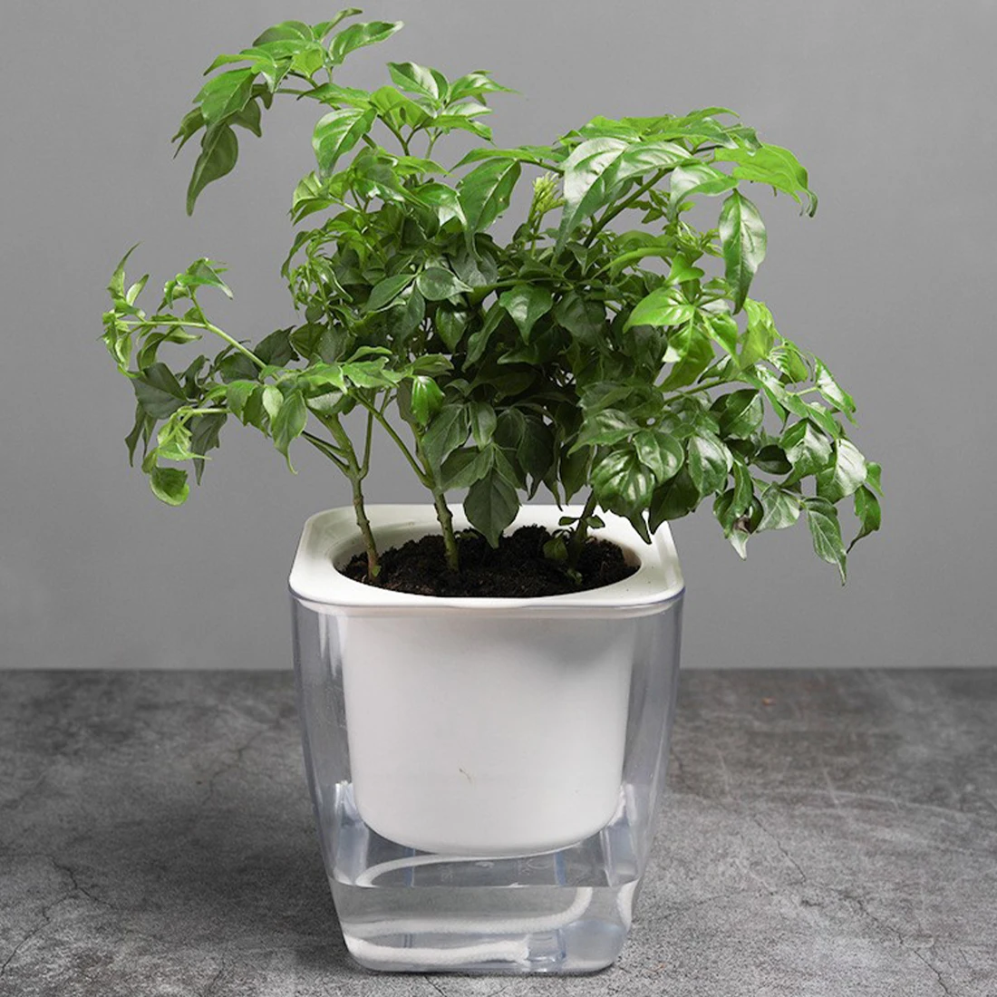 Transparent Convenient Water Planting Vase Practical Attractive Creative Water Square Flowerpot Plant Plastic Pot Container
Transparent Convenient Water Planting Vase Practical Attractive Creative Water Square Flowerpot Plant Plastic Pot Container