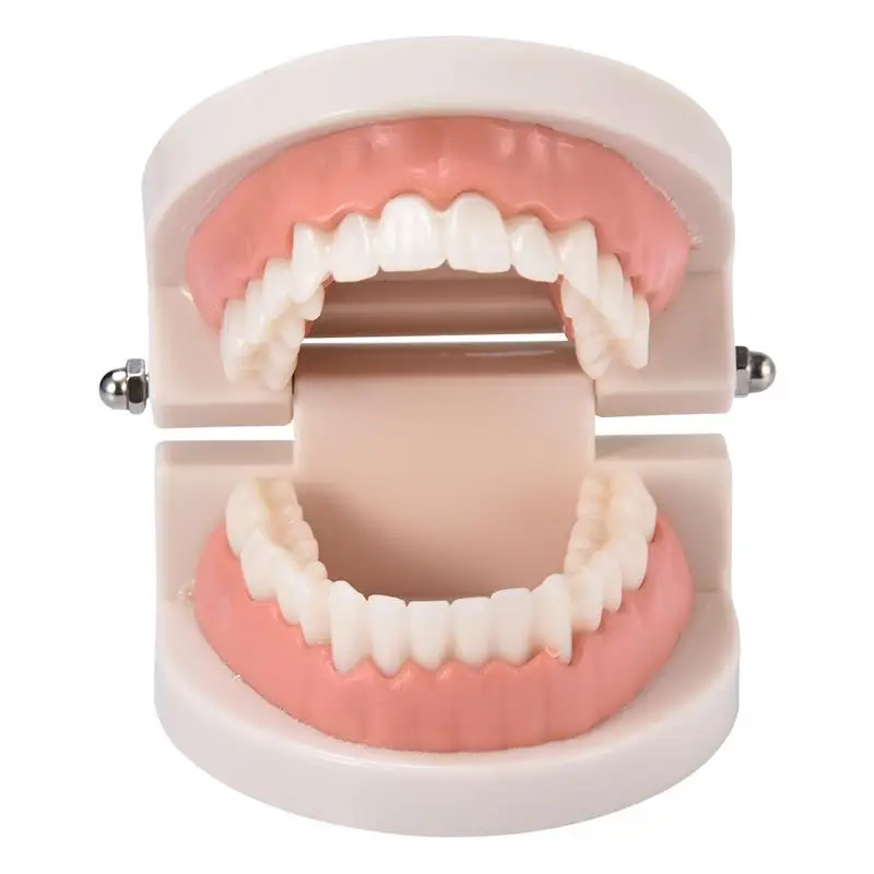 

Профессиональная модель зубов для взрослых и детей, стандартная модель зубов для обучения, демонстрация зубов, модель зубов, инструмент для орального и медицинского обучения