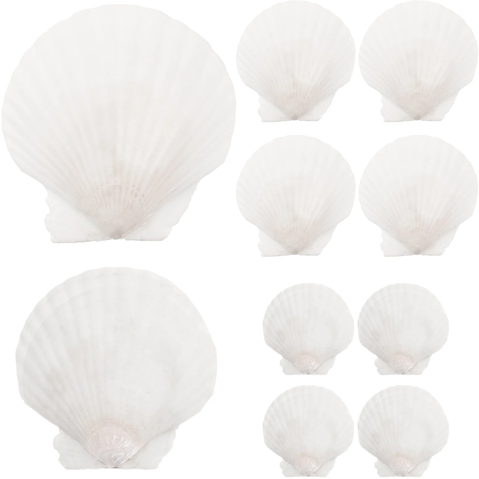 10 Pcs Natural Shell Decoration DIY Handicraft Accessory Fish Tank Accessories Material Seaside Fish Aquarium Decoration
10 Pcs Natural Shell Decoration DIY Handicraft Accessory Fish Tank Accessories Material Seaside Fish Aquarium Decoration