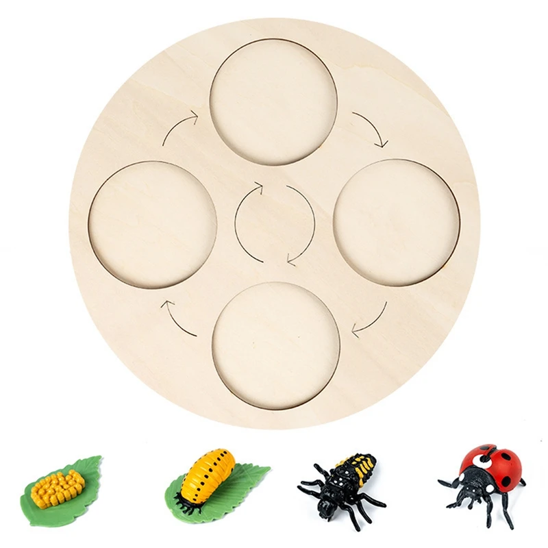 Life Cycle Board Ladybug Life Cycle Board Set Life Cycle Stages Kids Teaching Tools Animal Growth Cycle Model
Life Cycle Board Ladybug Life Cycle Board Set Life Cycle Stages Kids Teaching Tools Animal Growth Cycle Model