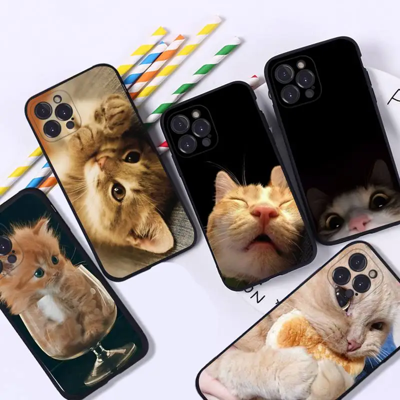 Funny Cute Cat Phone Case For iPhone 8 7 6 6S Plus X SE 2020 XR XS 14 11 12 13 Mini Pro Max Mobile Case
Funny Cute Cat Phone Case For iPhone 8 7 6 6S Plus X SE 2020 XR XS 14 11 12 13 Mini Pro Max Mobile Case