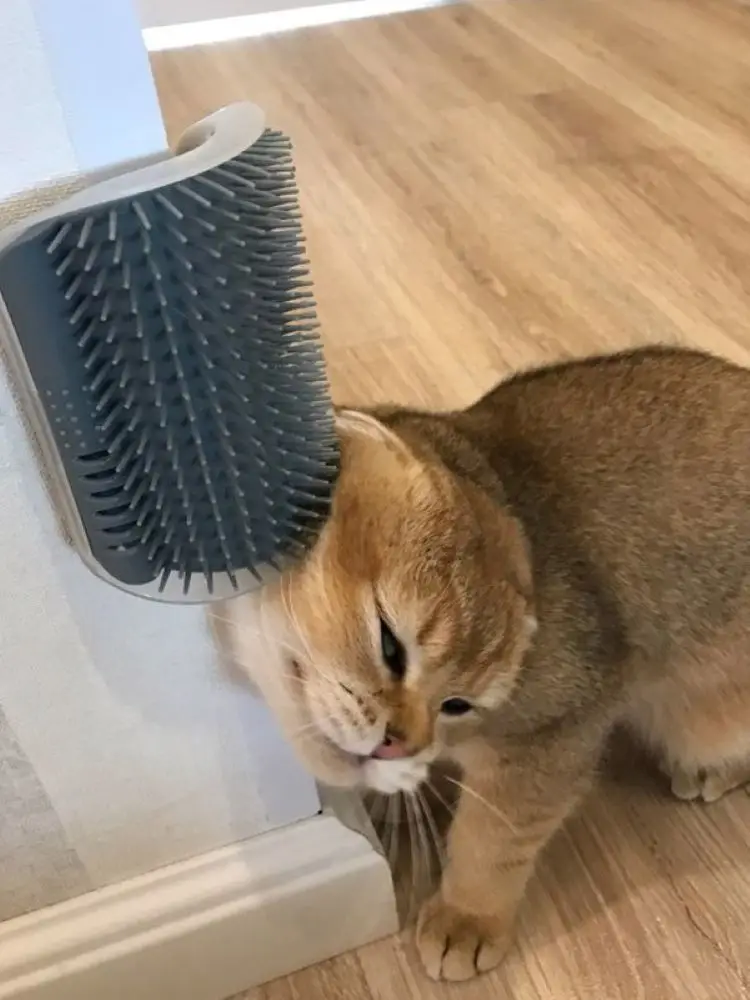 Cats Brush Corner Grooming Cleaning Supplies Massage Self Groomer Comb Rubs Cat Brush The Face with Tickling Comb Pet Product
Cats Brush Corner Grooming Cleaning Supplies Massage Self Groomer Comb Rubs Cat Brush The Face with Tickling Comb Pet Product