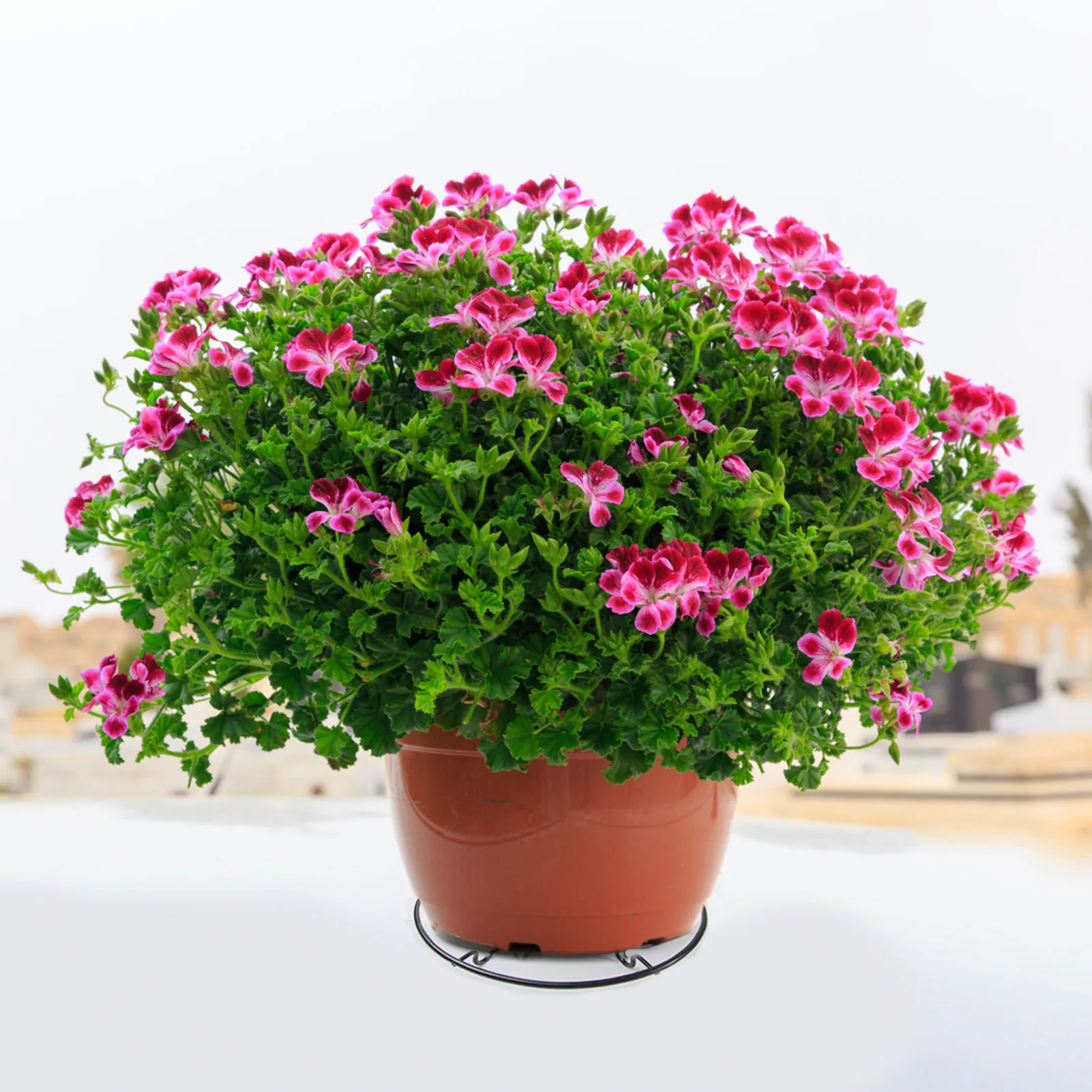 Flower Pot Support Black Metal Flower Pot Stands Round Potted Plant Stand Planter Racks Rustproof Iron Supports For Garden Patio
Flower Pot Support Black Metal Flower Pot Stands Round Potted Plant Stand Planter Racks Rustproof Iron Supports For Garden Patio