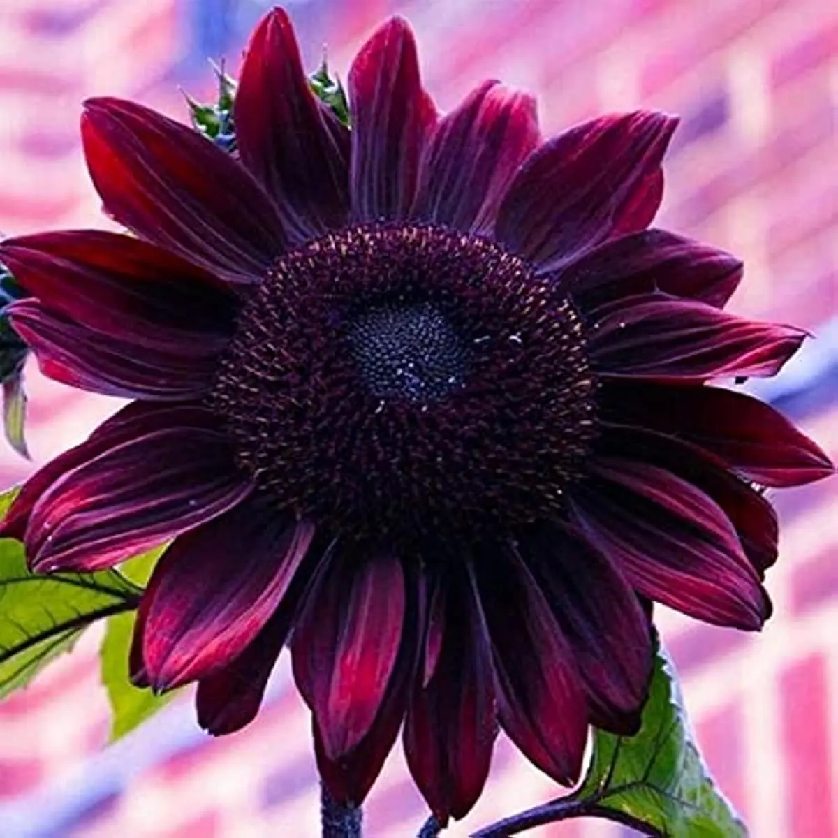 Sunflower Seeds for Planting - Planting Chocolate Cherry Sunflower Printed Metal Wall Sign In The Garden
Sunflower Seeds for Planting - Planting Chocolate Cherry Sunflower Printed Metal Wall Sign In The Garden