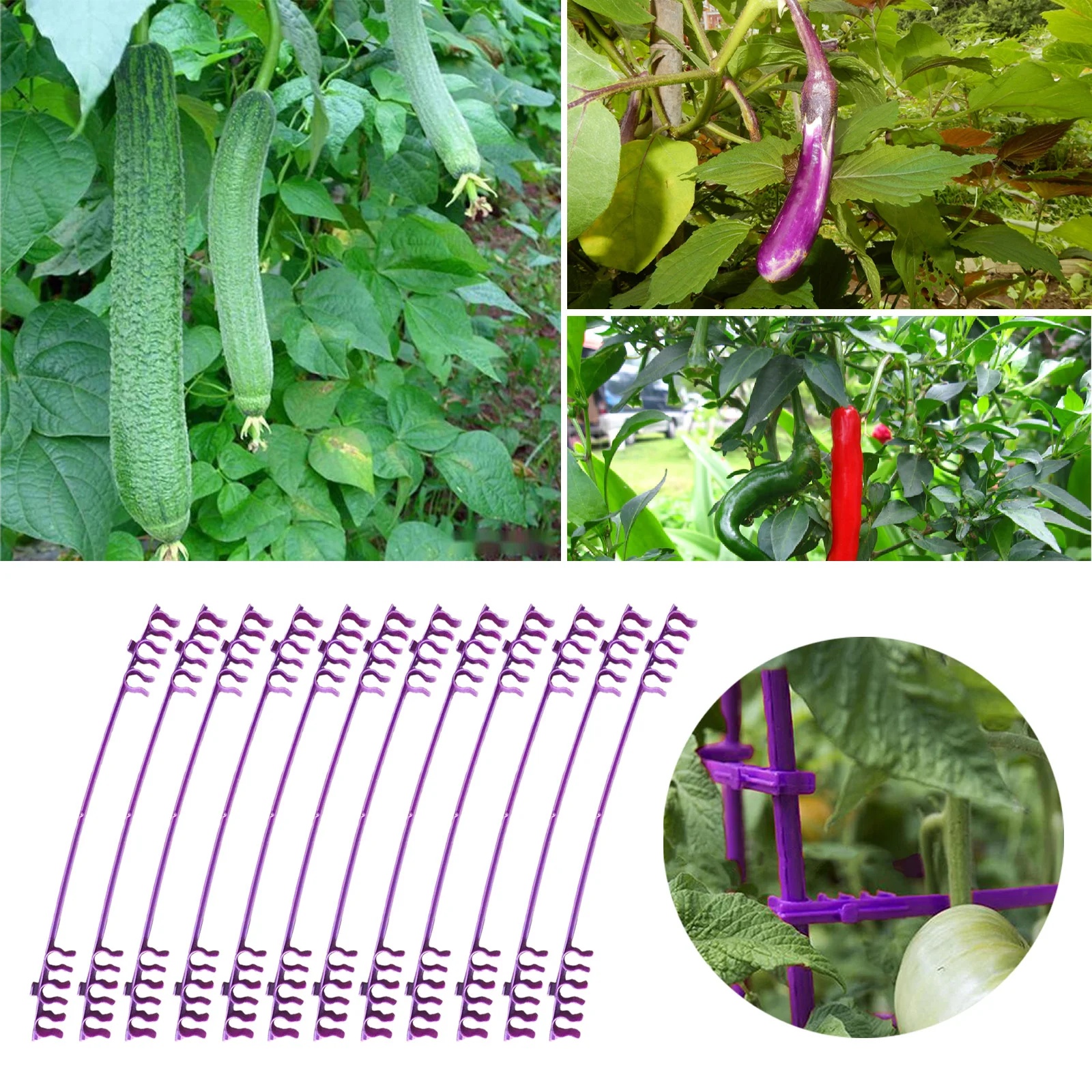 12pcs Connector Plant Support Garden Stakes Arms Extendable Grid Purple Plastic High Quality Pillar Accessories Bracket Parts 
12pcs Connector Plant Support Garden Stakes Arms Extendable Grid Purple Plastic High Quality Pillar Accessories Bracket Parts