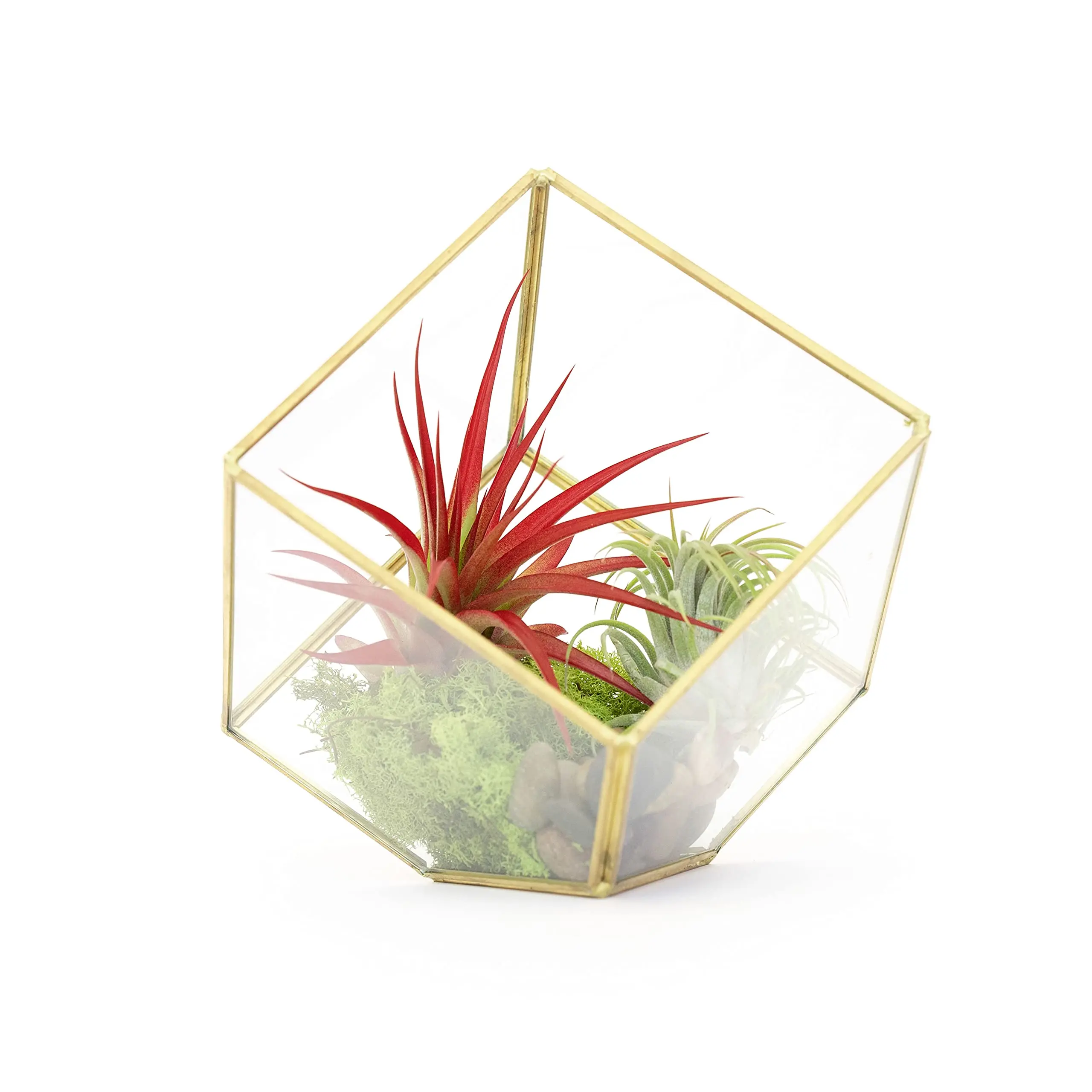 Heptahedron Geometric Glass Terrarium Kit with Red Abdita and Ionantha - Air Plant Tillandsia Holder - Live Tillandsia Succulent
Heptahedron Geometric Glass Terrarium Kit with Red Abdita and Ionantha - Air Plant Tillandsia Holder - Live Tillandsia Succulent
