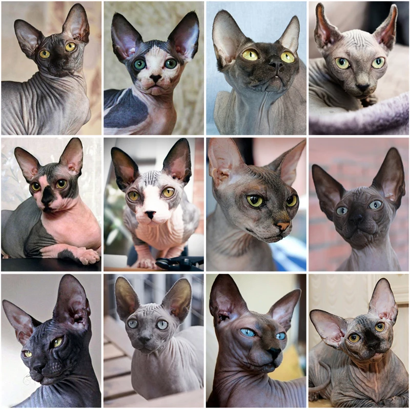 5D Diy Diamond Painting Animals Sphynx Cat Pattern Diamond Mosaic Full Diamond Cross Stitch Wall Decor Embroidery Painting
5D Diy Diamond Painting Animals Sphynx Cat Pattern Diamond Mosaic Full Diamond Cross Stitch Wall Decor Embroidery Painting