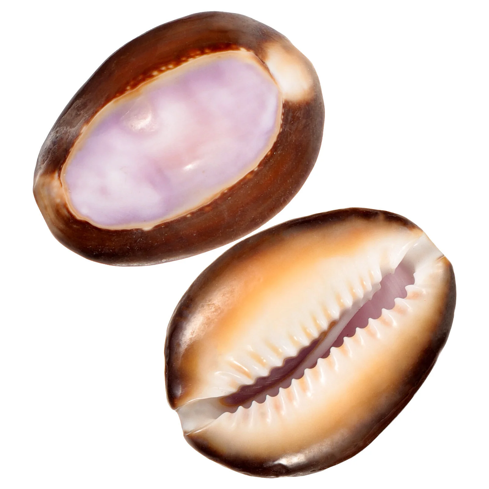 Natural Shell Small Mariposas Decorativas Creative Landscaping DIY Craft Exquisite Desktop
Natural Shell Small Mariposas Decorativas Creative Landscaping DIY Craft Exquisite Desktop