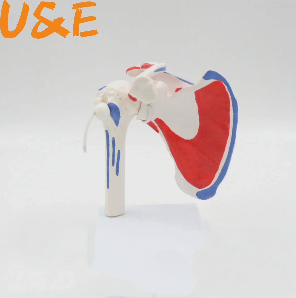 1:1 Life-sized 2parts Detachable Human Shoulder Joint Model Clavicle Shoulder Arthroscopy Surgery Demonstration Bone Model
1:1 Life-sized 2parts Detachable Human Shoulder Joint Model Clavicle Shoulder Arthroscopy Surgery Demonstration Bone Model