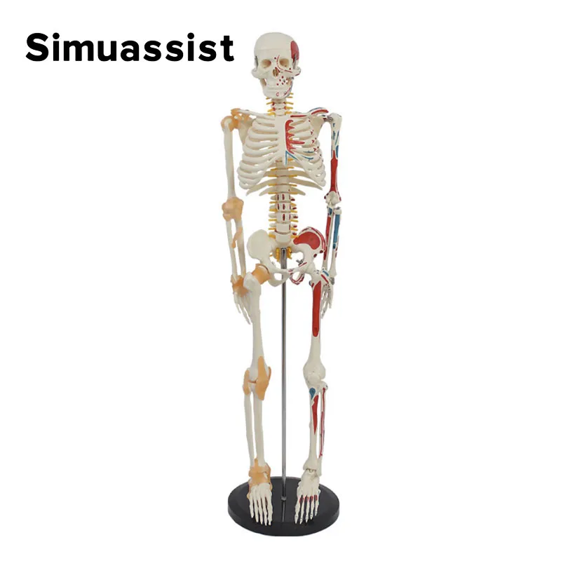 Модель человеческого скелета 1/2 натуральный размер 85 см половина мышц и половина Связки Рисование медицинская наука анатомия
Модель человеческого скелета 1/2 натуральный размер 85 см половина мышц и половина Связки Рисование медицинская наука анатомия