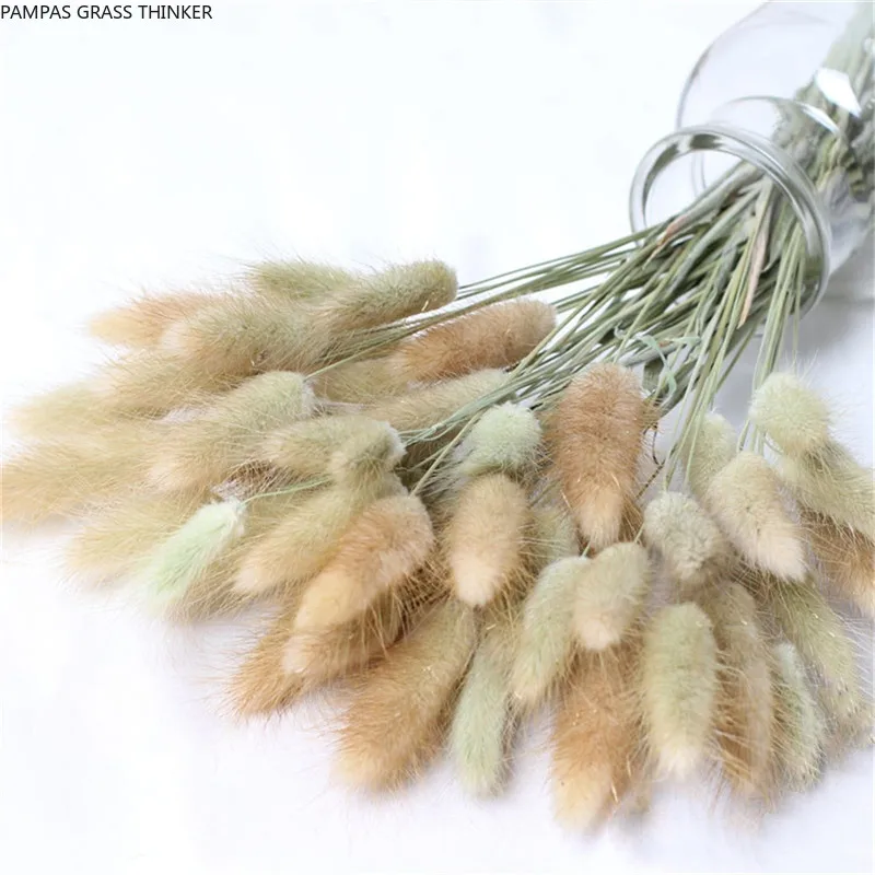 50pcs Dried Rabbit Grass Bouquet Home Weeding Flower Bunny Tail Natural Plants Floral Home Decoration
50pcs Dried Rabbit Grass Bouquet Home Weeding Flower Bunny Tail Natural Plants Floral Home Decoration