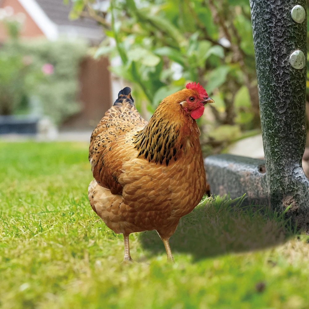 Durable Chicken Sign Poles Hen Ornament Cute Garden Accessories 1/2pcs 15.2x0.3x33cm Chicken Design Garden Statue
Durable Chicken Sign Poles Hen Ornament Cute Garden Accessories 1/2pcs 15.2x0.3x33cm Chicken Design Garden Statue