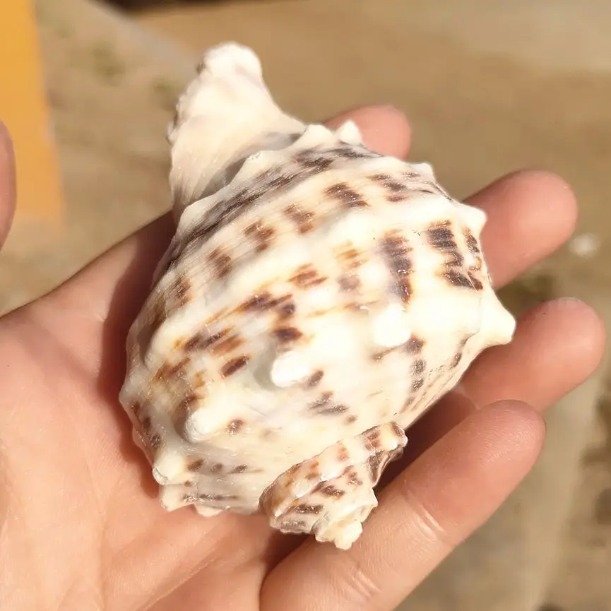 Ракушки 75-85 мм, ракушки для моря, Свадебный декор, Пляжная тематическая вечеринка, ракушки, украшения для дома, мини-изъяны
Ракушки 75-85 мм, ракушки для моря, Свадебный декор, Пляжная тематическая вечеринка, ракушки, украшения для дома, мини-изъяны