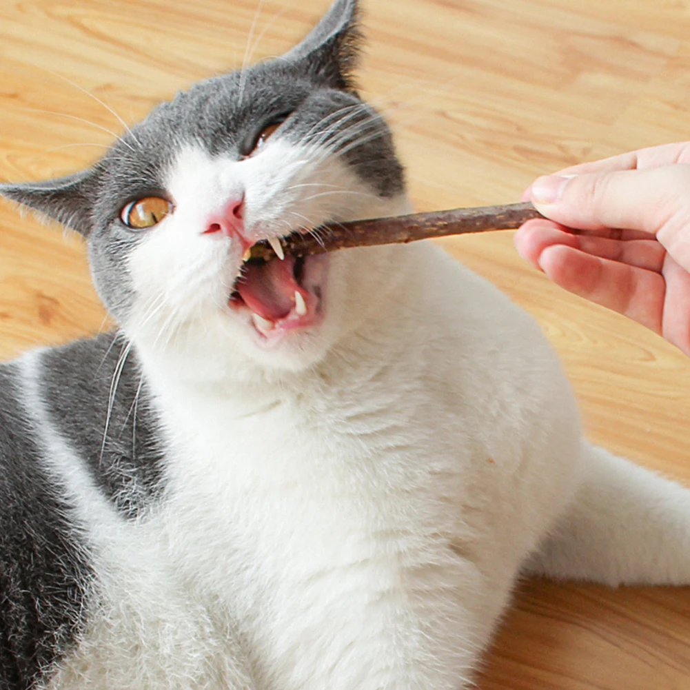 5/10/20pcs Pure Molar Dental Cat Snacks Sticks Pet Cats Catnip Clean Chew Toys Nip Natural Silvervine Teeth Safety Toothpaste
5/10/20pcs Pure Molar Dental Cat Snacks Sticks Pet Cats Catnip Clean Chew Toys Nip Natural Silvervine Teeth Safety Toothpaste