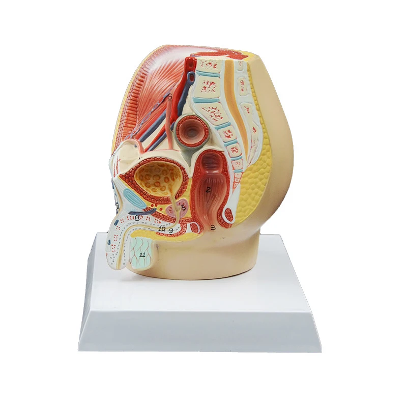 Human male Pelvic Cavity Reproduction System Median Sagittal Section Medical Science Teaching Resources model
Human male Pelvic Cavity Reproduction System Median Sagittal Section Medical Science Teaching Resources model