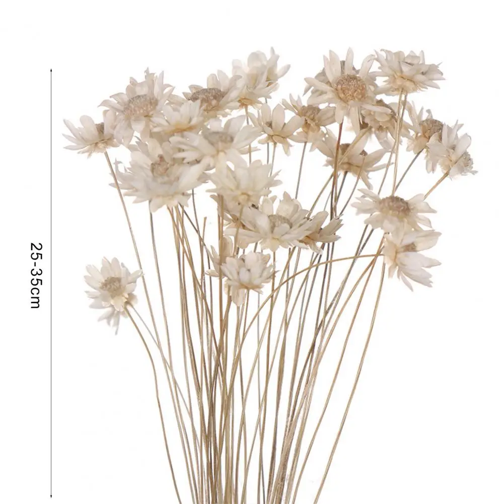 Useful Chrysanthemum Romantic Natural Plants Preserve Floral Decorative Colorful Floral Bouquet for Gift
Useful Chrysanthemum Romantic Natural Plants Preserve Floral Decorative Colorful Floral Bouquet for Gift