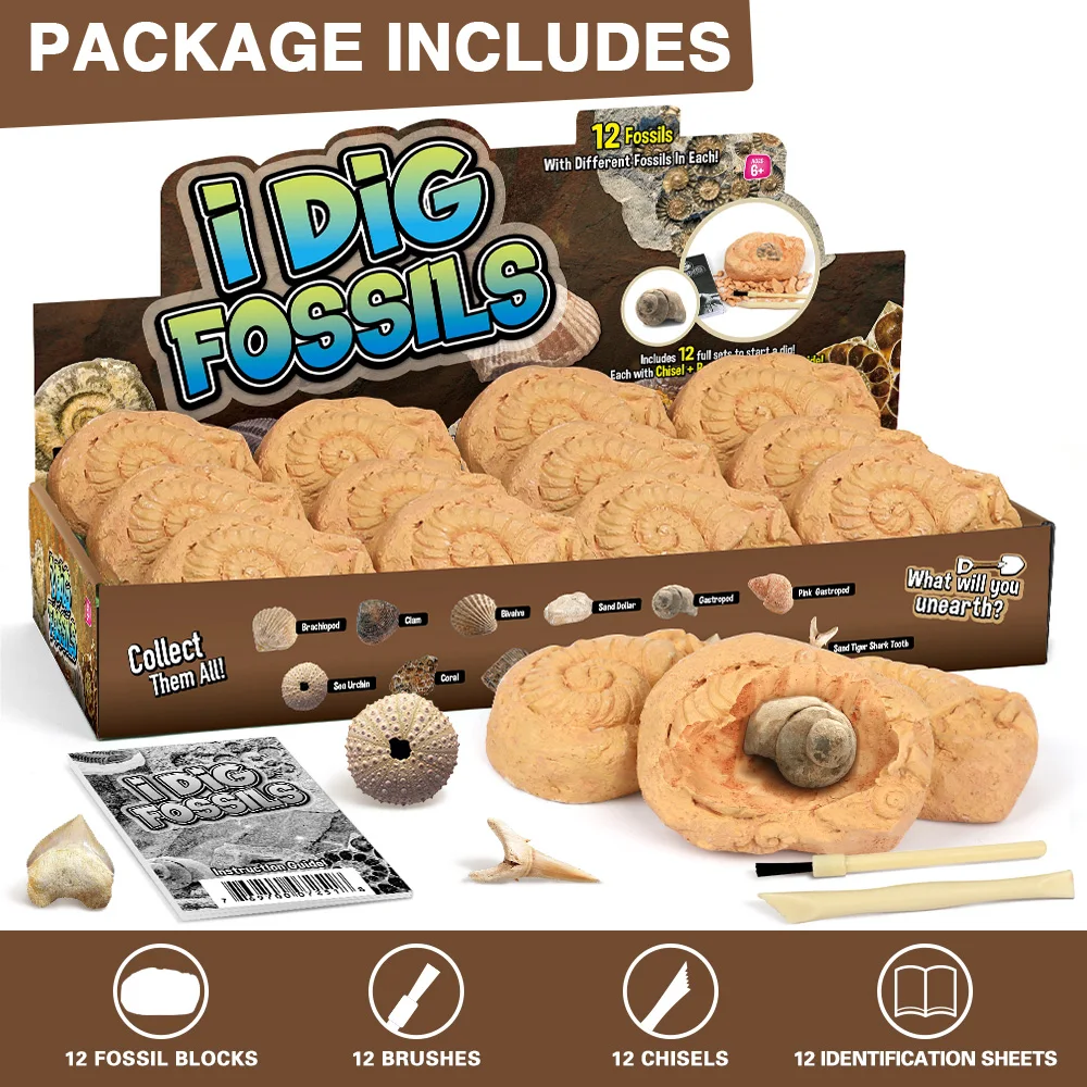 Funnier Fossil Dig Kit Excavate 12PCS Real Fossils Including Dinosaur Bones Shark Teeth Educational Toys Gift for Girls Boys
Funnier Fossil Dig Kit Excavate 12PCS Real Fossils Including Dinosaur Bones Shark Teeth Educational Toys Gift for Girls Boys