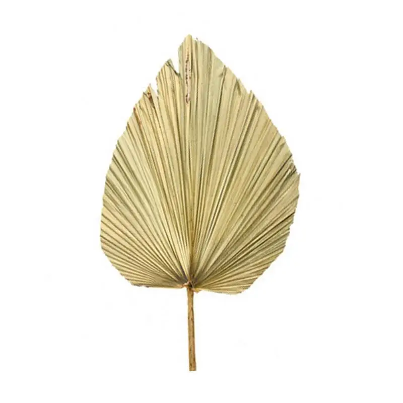 Natural Dried Cattail Leaf Fan Palm Leaf Fan Window Display Art Wall Hanging Decor Wedding Arch Arrangement Palm Spear Fan 
Natural Dried Cattail Leaf Fan Palm Leaf Fan Window Display Art Wall Hanging Decor Wedding Arch Arrangement Palm Spear Fan