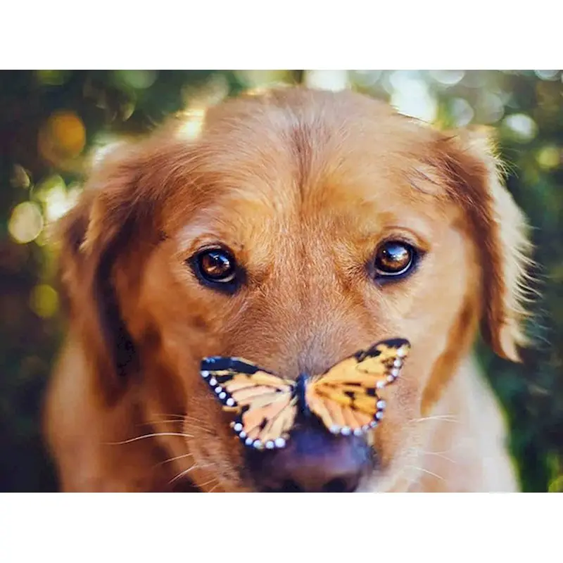 GATYZTORY 5D Diamond Painting Animals Full Square Cross Stitch Diamond Embroidery Mosaic Rhinestones Art Dog Home Decoration 
GATYZTORY 5D Diamond Painting Animals Full Square Cross Stitch Diamond Embroidery Mosaic Rhinestones Art Dog Home Decoration