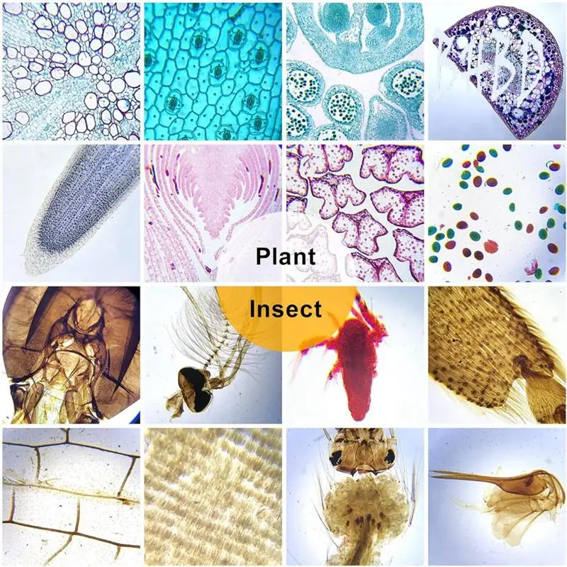 Набор предметных стекол для микроскопа BHBD
Набор предметных стекол для микроскопа BHBD