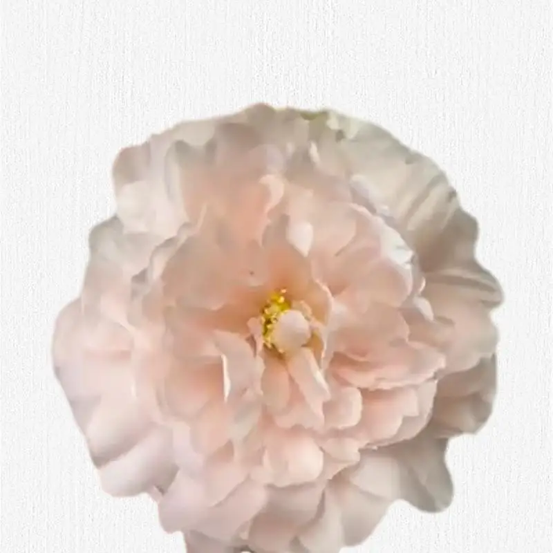 Stunning 17-Color Peony Flower Head Hanfu Headdress with Exquisite Simulation Flowers - The Perfect Accessory for a Timeless Lo
Stunning 17-Color Peony Flower Head Hanfu Headdress with Exquisite Simulation Flowers - The Perfect Accessory for a Timeless Lo