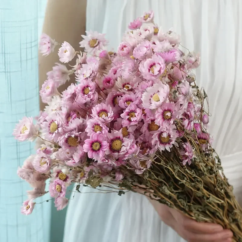 Консервированные цветы Родорант-Манглизий, белый и розовый-красный
Консервированные цветы Родорант-Манглизий, белый и розовый-красный