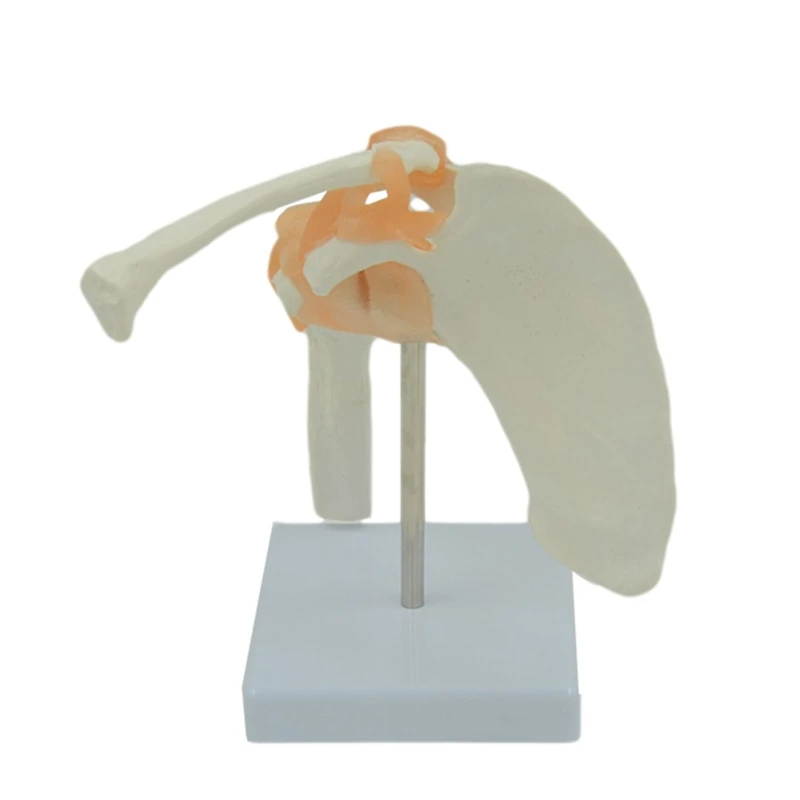 Functional Shoulder Joint Model Articulated with Flexible Ligaments for Doctors Office Educational Tool Medical Teaching
Functional Shoulder Joint Model Articulated with Flexible Ligaments for Doctors Office Educational Tool Medical Teaching