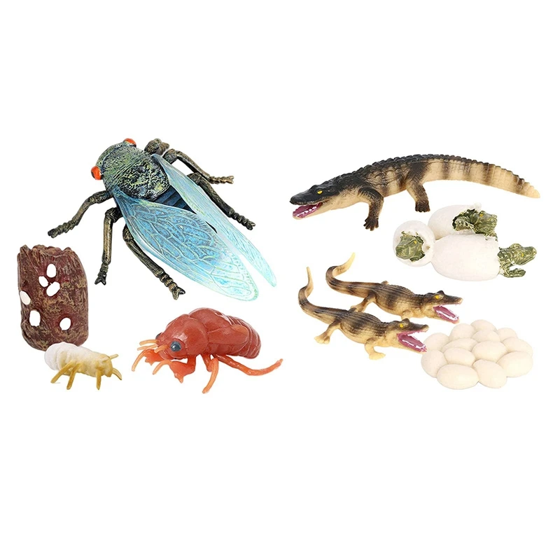 1 Set Cicada and Crocodile Life Cycle Insect Growth Cycle Models Simulation Kids Cognitive Educational Toys
1 Set Cicada and Crocodile Life Cycle Insect Growth Cycle Models Simulation Kids Cognitive Educational Toys