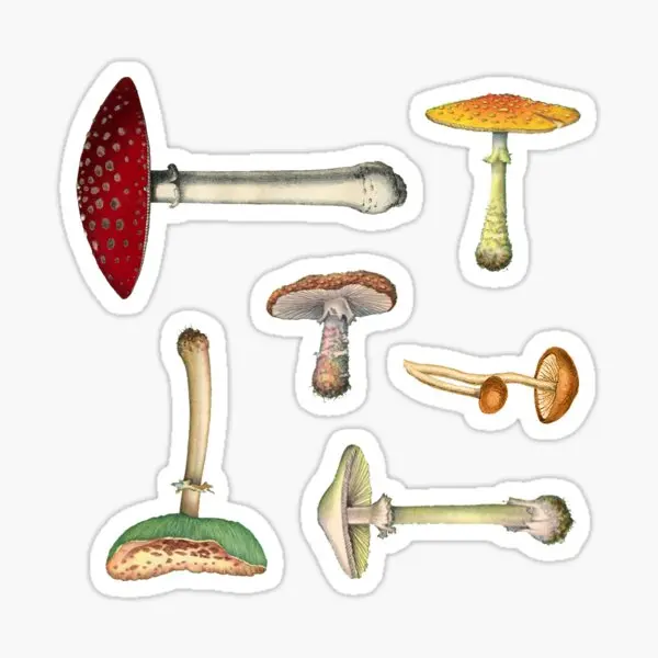 Mushroom Medley Mini Pack 5PCS Stickers for Background Stickers Wall Water Bottles Car Laptop Cartoon Art Print Room Anime
Mushroom Medley Mini Pack 5PCS Stickers for Background Stickers Wall Water Bottles Car Laptop Cartoon Art Print Room Anime