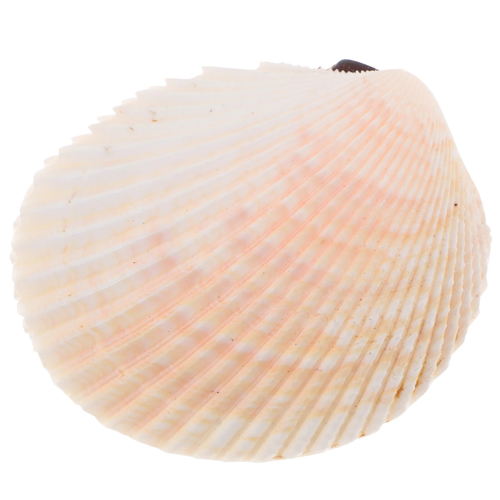 Cockles Conch Shells Decoration Wedding Sea Decorating Decorations Mermaid Fish Tank Seashells Statue
Cockles Conch Shells Decoration Wedding Sea Decorating Decorations Mermaid Fish Tank Seashells Statue