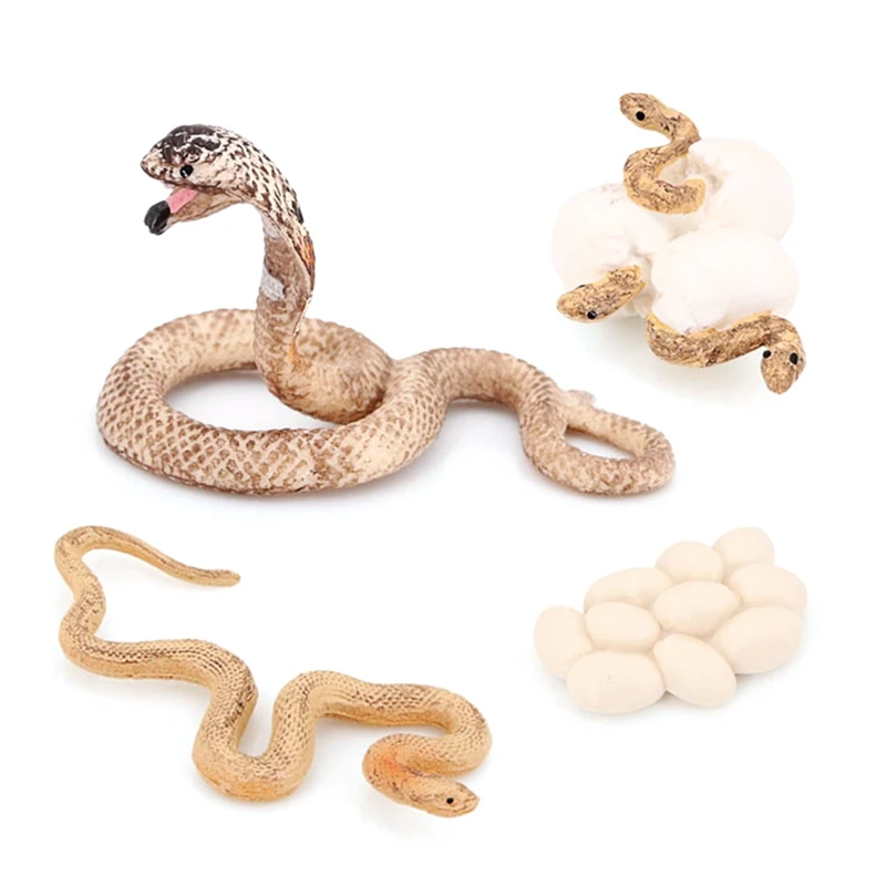 Realistic Animal Life Growth Cycle Biological Model Toys Snake Growth Cycle Biological Model
Realistic Animal Life Growth Cycle Biological Model Toys Snake Growth Cycle Biological Model