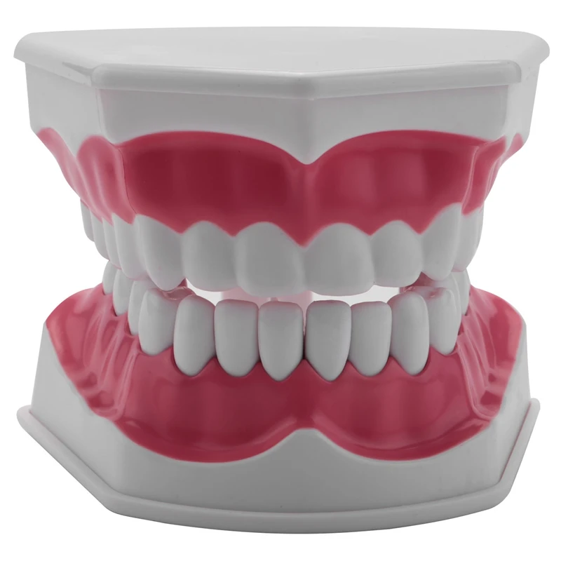 Model Brushing Flossing Practice Teeth Typodonts Mode Gingiva Visible Anatomic Demonstration
Model Brushing Flossing Practice Teeth Typodonts Mode Gingiva Visible Anatomic Demonstration