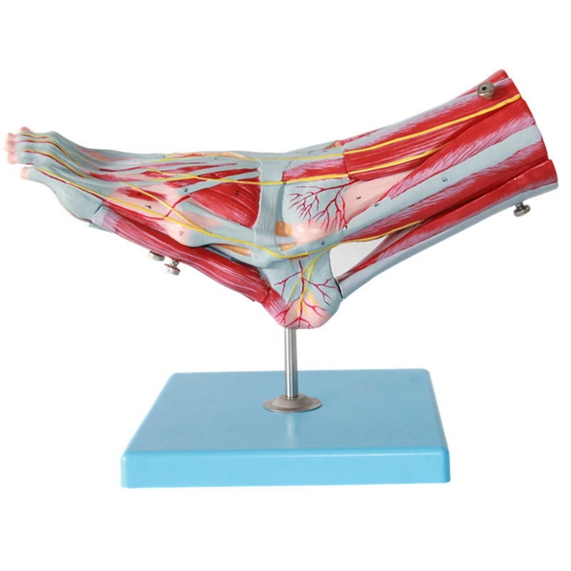 Human Body Natural Large Foot Anatomical Model 9 Parts With 52 Digital Signs, Foot Muscles Ligaments Teaching Display
Human Body Natural Large Foot Anatomical Model 9 Parts With 52 Digital Signs, Foot Muscles Ligaments Teaching Display