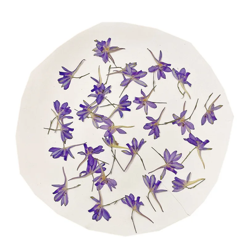 Natral Dried Pressed Flower Delphinium Grandiflorum Plant Diy Resin Phone Case Jewelry Soap Making Handmake Decor 12pcs/24pcs
Natral Dried Pressed Flower Delphinium Grandiflorum Plant Diy Resin Phone Case Jewelry Soap Making Handmake Decor 12pcs/24pcs