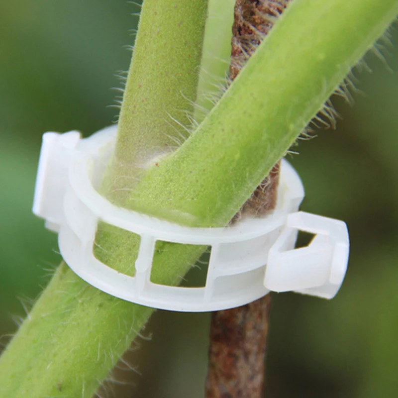 1pcs Plastic Plant Clips Supports Connects Reusable Protection Grafting Fixing Tool Gardening Supplies for Vegetable Tomato
1pcs Plastic Plant Clips Supports Connects Reusable Protection Grafting Fixing Tool Gardening Supplies for Vegetable Tomato
