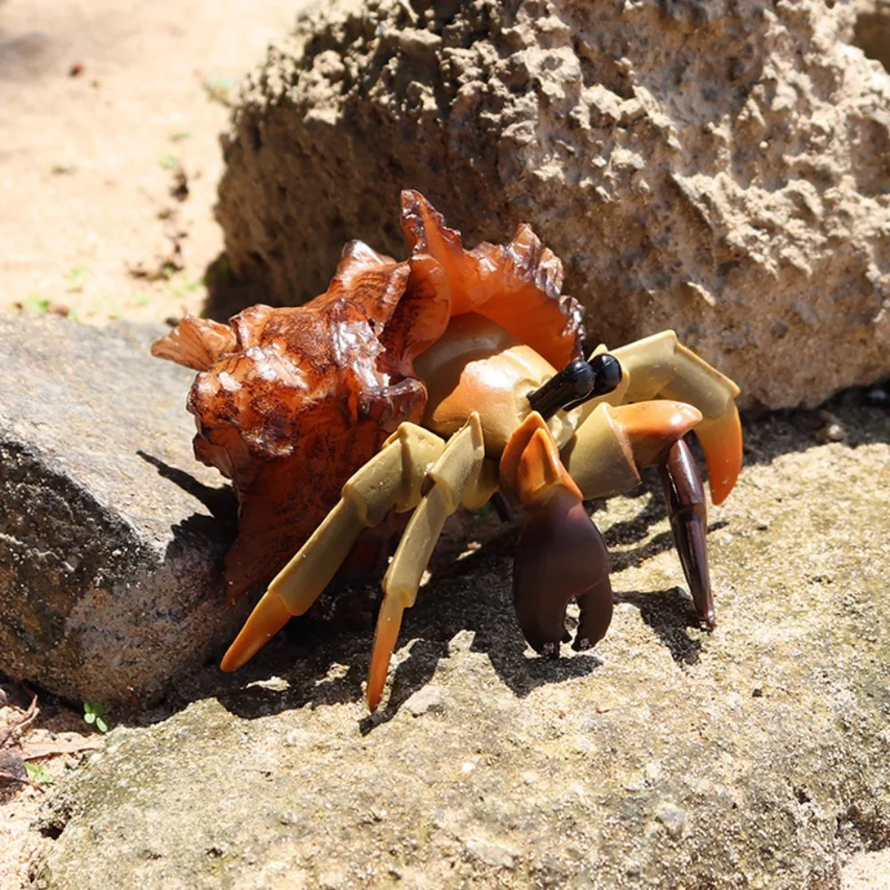 Realistic Animal Model Hermit Crab Figurines Model Marine Plastic Toys Solid Hermit Crab Simulation Ocean Animals Kids Gift
Realistic Animal Model Hermit Crab Figurines Model Marine Plastic Toys Solid Hermit Crab Simulation Ocean Animals Kids Gift
