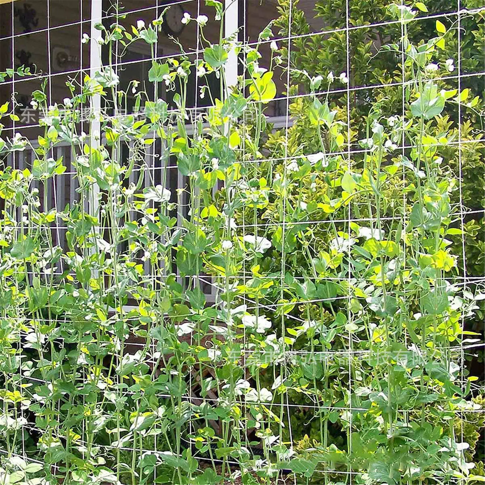 Garden Trellis NettingTrellis Netting Garden Plant Trellis Netting Plant Climbing Support Netting For Climbing Plants Fruits
Garden Trellis NettingTrellis Netting Garden Plant Trellis Netting Plant Climbing Support Netting For Climbing Plants Fruits