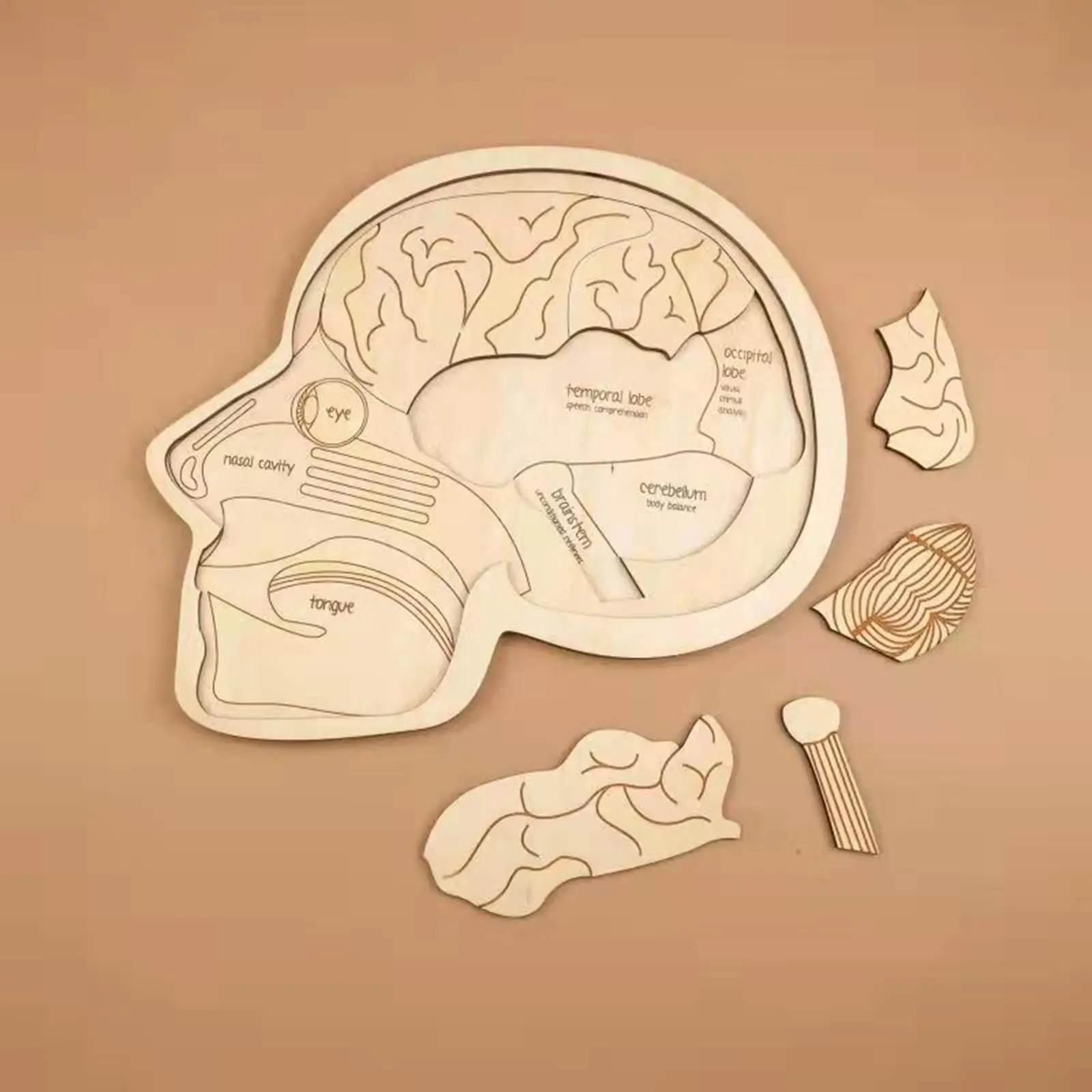 Деревянная модель мозга пазл физиология Обучающий игровой набор обучающая конструкция органов интерактивное просвещение для инструментов для детей
Деревянная модель мозга пазл физиология Обучающий игровой набор обучающая конструкция органов интерактивное просвещение для инструментов для детей